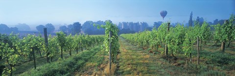 Framed UK, Great Britain, Sussex, Vineyard and hot air balloon Print