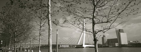 Framed Bridge Over A River, Erasmus Bridge, Rotterdam, Netherlands Print