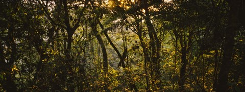 Framed Sunset over a forest, Monteverde Cloud Forest, Costa Rica Print