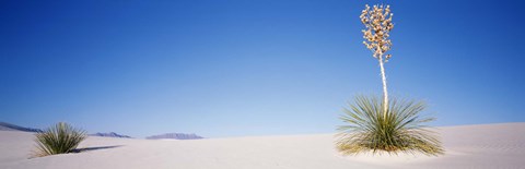 Framed Tall Plant in the White Sands, New Mexico Print