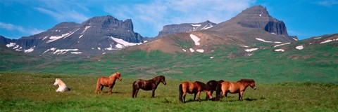 Framed Horses in Borgarfjordur, Iceland Print