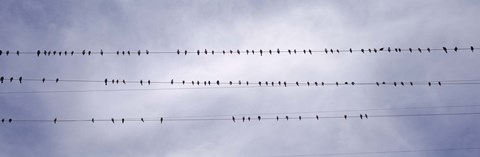 Framed California, Flock of birds sitting on power line Print