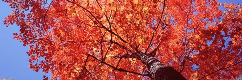 Framed Low Angle View Of A Maple Tree, Acadia National Park, Mount Desert Island, Maine, USA Print