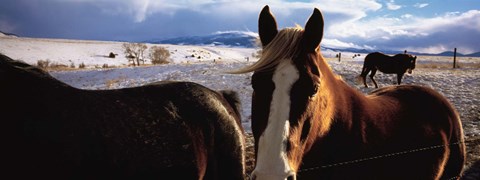 Framed Horses in a field, Montana, USA Print