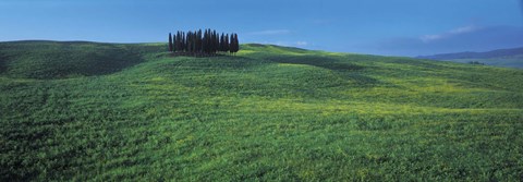 Framed Cypress Trees In A Field, Tuscany, Italy Print