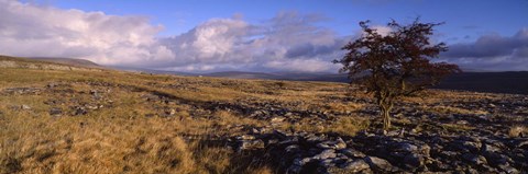 Framed Tree On A Landscape, Limestone, North York Moors, Yorkshire, England, United Kingdom Print