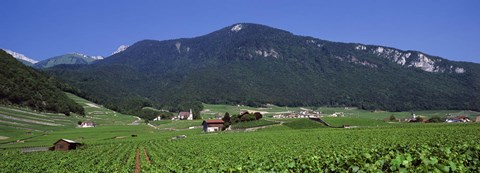 Framed High Angle View Of A Vineyard, Valais, Switzerland Print