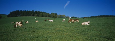 Framed Herd of cows grazing in a field, St. Peter, Black Forest, Germany Print