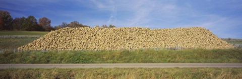 Framed Heap Of Sugar Beets In A Field, Stuttgart, Baden-Wurttemberg, Germany Print
