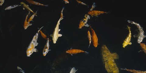 Framed Close-up of a school of fish in an aquarium, Japanese Koi Fish, Capitol Aquarium, Sacramento, California, USA Print