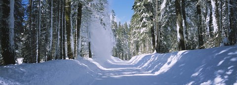 Framed Trees on both sides of a snow covered road, Crane Flat, Yosemite National Park, California (horizontal) Print