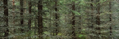 Framed Trees in a forest, Spruce Forest, Joutseno, Finland Print