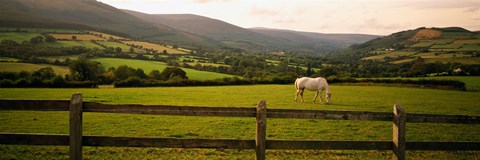 Framed Horse in a field, Enniskerry, County Wicklow, Republic Of Ireland Print