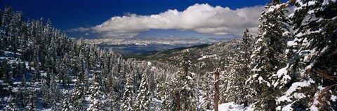Framed Snow covered pine trees in a forest with a lake in the background, Lake Tahoe, California, USA Print