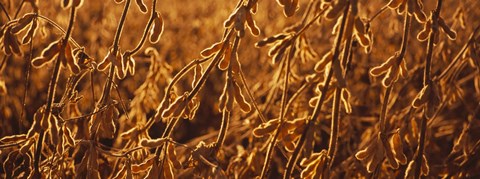 Framed Close-up of ripe soybeans, Minnesota, USA Print