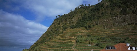 Framed Low angle view of terraced fields on a mountain, Ponta Delgada, Madeira, Portugal Print