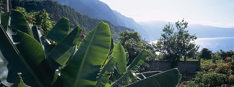 Framed Banana trees in a garden at the seaside, Ponta Delgada, Madeira, Portugal Print