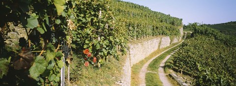 Framed Gravel road passing through vineyards, Vaihingen An Der Enz, Baden-Wurttemberg, Germany Print