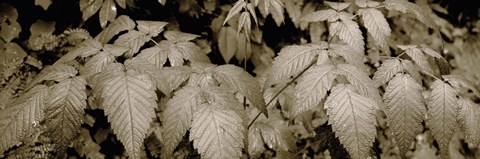Framed Close-up of leaves, Oswald West State Park, Oregon, USA Print