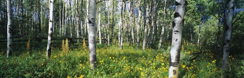 Framed Field of Rocky Mountain Aspens Print