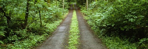 Framed Lush foliage lining a wet driveway, Bainbridge Island, Washington, USA Print