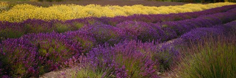 Framed Lavender and Yellow Flower fields, Sequim, Washington, USA Print