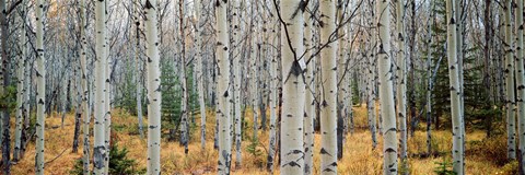 Framed Aspen trees in a forest, Alberta, Canada Print