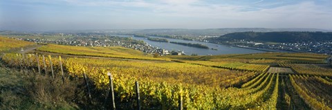 Framed Vineyards near a town, Rudesheim, Rheingau, Germany Print