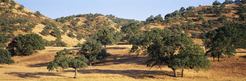 Framed Oak trees on hill, Stanislaus County, California, USA Print