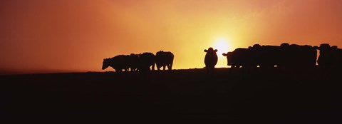 Framed Silhouette of cows at sunset, Point Reyes National Seashore, California, USA Print