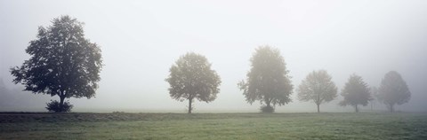 Framed Fog covered trees in a field, Baden-Wurttemberg, Germany (black and white) Print