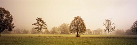 Framed Fog covered trees in a field, Baden-Wurttemberg, Germany Print