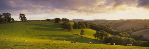 Framed High angle view of sheep grazing in a field, Bickleigh, Mid Devon, Devon, England Print