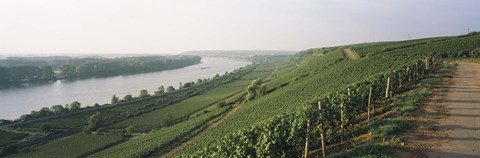 Framed Vineyards along a river, Niersteiner Hang, Rhine River, Nackenheim, Mainz-Bingen, Rheinhessen, Rhineland-Palatinate, Germany Print