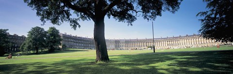 Framed Tree in front of a building, Royal Crescent, Bath, England Print