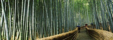 Framed Stepped walkway passing through a bamboo forest, Arashiyama, Kyoto Prefecture, Kinki Region, Honshu, Japan Print