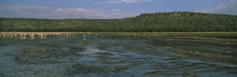 Framed Flock of flamingos in a lake, Lake Nakuru, Great Rift Valley, Lake Nakuru National Park, Kenya Print