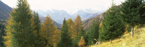Framed Larch trees with a mountain range in the background, Dolomites, Cadore, Province of Belluno, Veneto, Italy Print