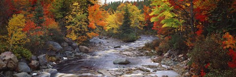 Framed Stream with trees in a forest in autumn, Nova Scotia, Canada Print