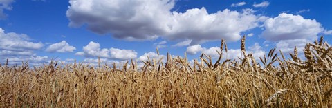 Framed Wheat crop growing in a field, near Edmonton, Alberta, Canada Print