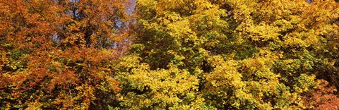 Framed Autumnal trees in a park, Ludwigsburg Park, Ludwigsburg, Baden-Wurttemberg, Germany Print