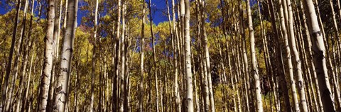Framed Aspen tree trunks in autumn, Colorado, USA Print