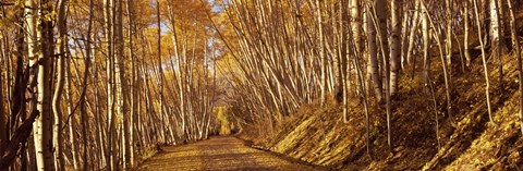 Framed Road in the Forest, Colorado Print