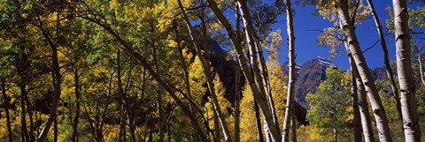 Framed Aspen trees with mountains in the background, Maroon Bells, Aspen, Pitkin County, Colorado, USA Print