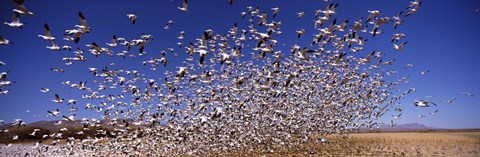 Framed Snow Geest, Bosque del Apache National Wildlife Reserve, New Mexico, USA Print