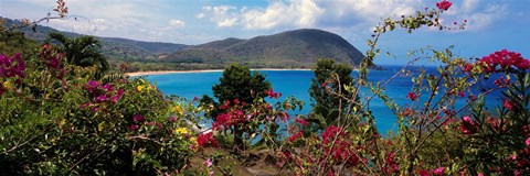 Framed Tropical flowers at the seaside, Deshaies Beach, Deshaies, Guadeloupe Print