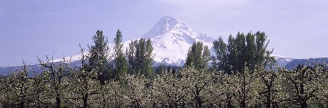 Framed Fruit trees in an orchard with a snowcapped mountain in the background, Mt Hood, Hood River Valley, Oregon, USA Print