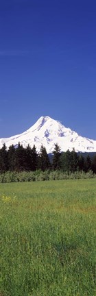 Framed Field with a snowcapped mountain in the background, Mt Hood, Oregon (vertical) Print