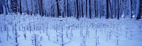 Framed Snow covered trees on a landscape, Yosemite Valley, Yosemite National Park, Mariposa County, California, USA Print