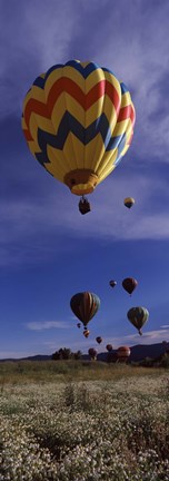 Framed Hot air balloons rising, Hot Air Balloon Rodeo, Steamboat Springs, Colorado Print